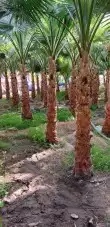 نخيل.للبيع.سعرمناسب 5