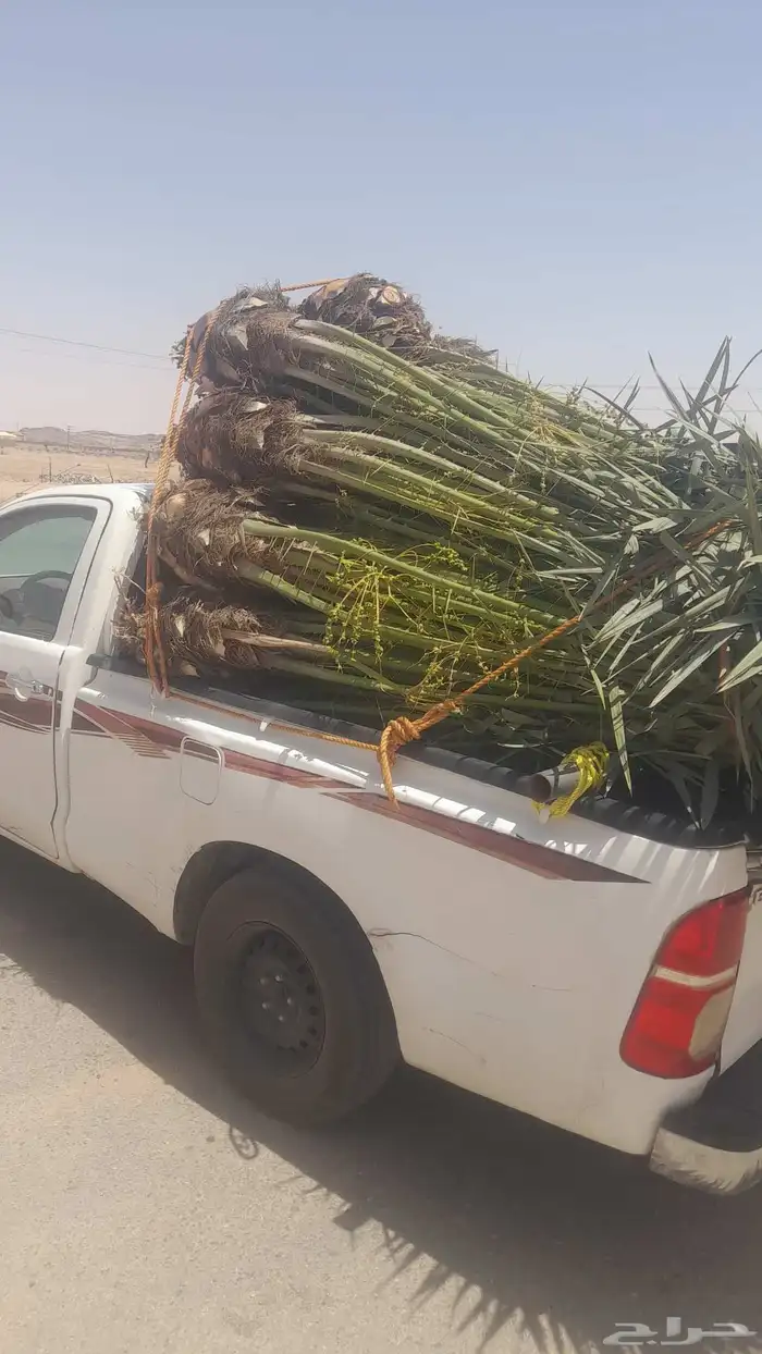 نخل فسايل طالع من القصيم اتجاه الطايف ومكه 4