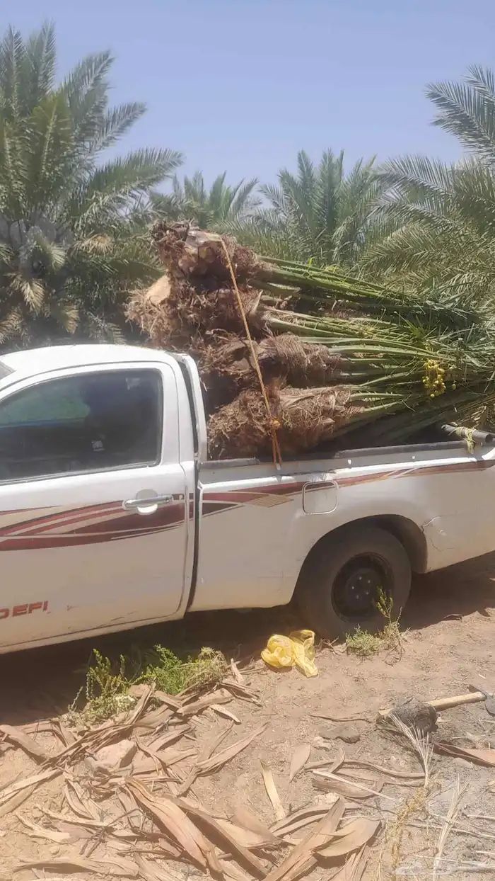 نخل فسايل طالع من القصيم اتجاه الطايف ومكه 1