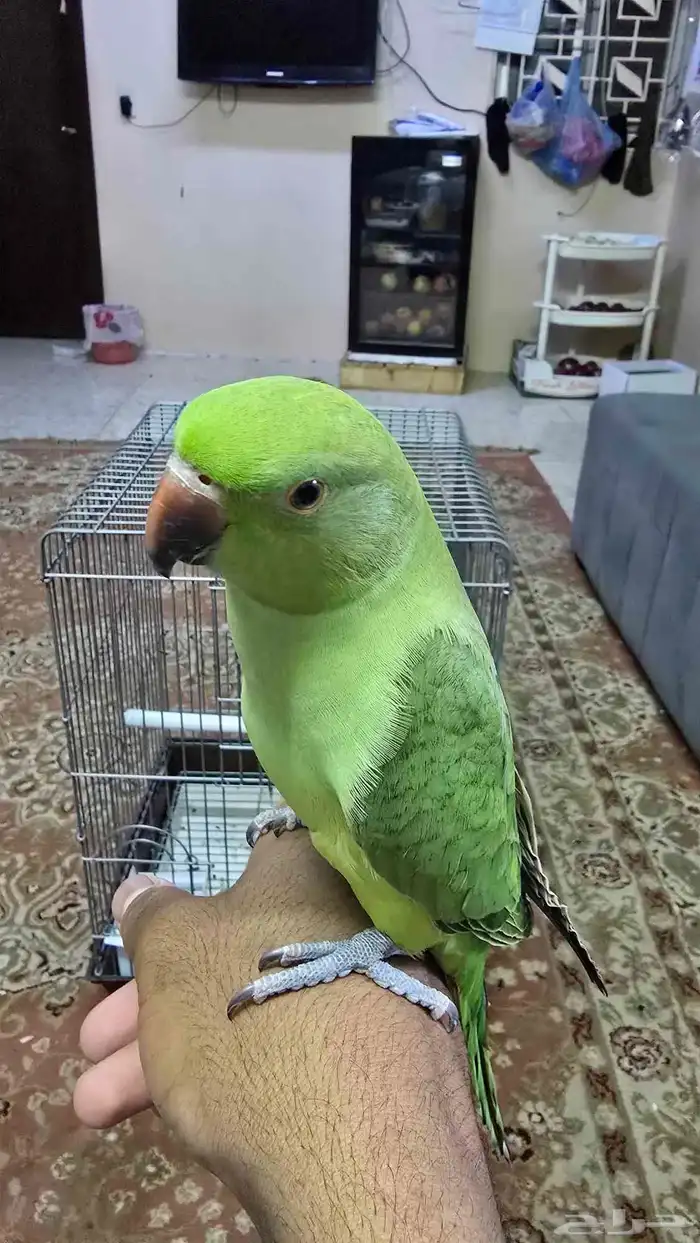 درة اليفة للبيع 1