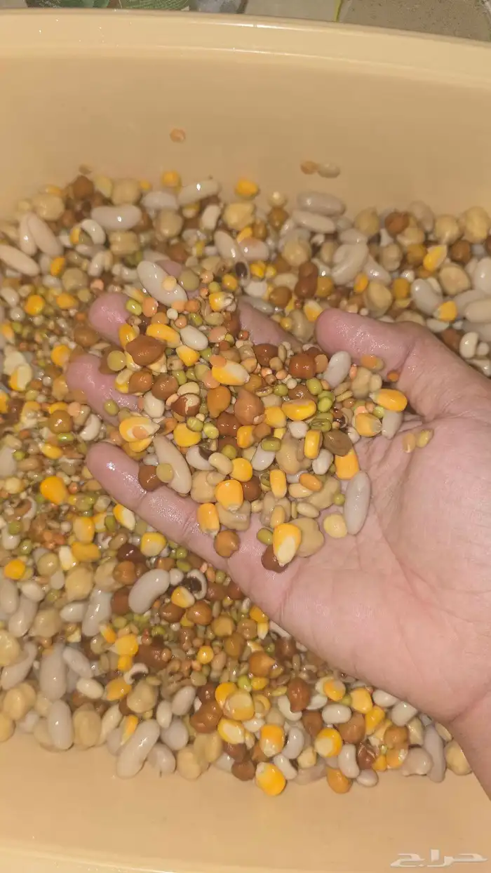 منقوع مشكل جاهز للتقديم لجميع انواع الطيور والببغاوات 3