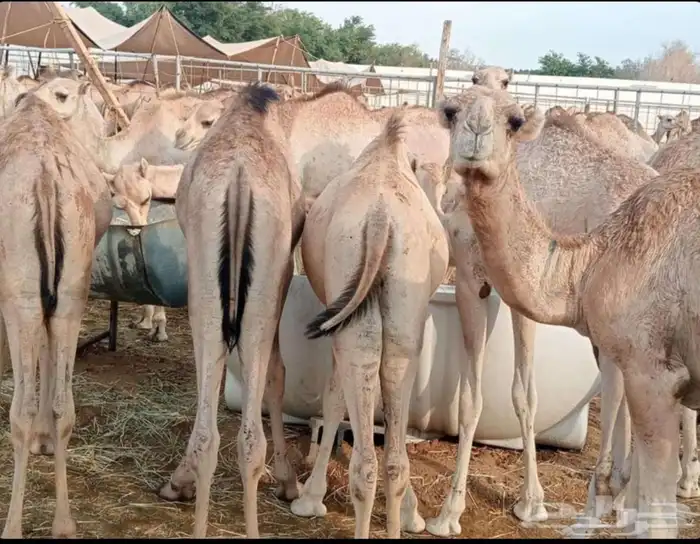قعدان صومالي مفاريد 3