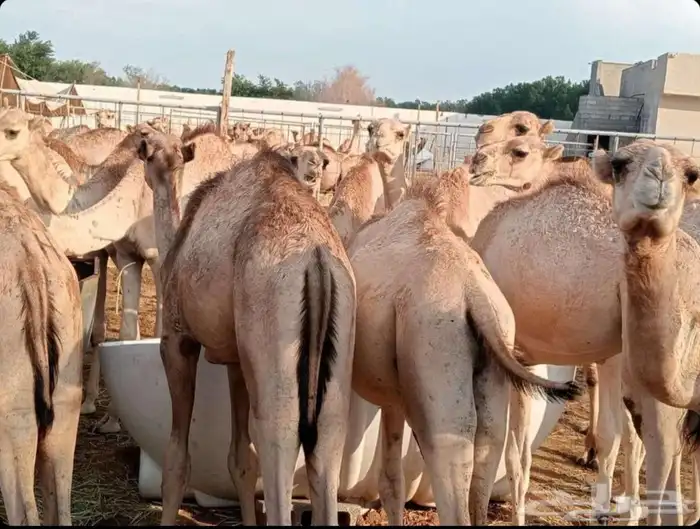 قعدان صومالي مفاريد 2