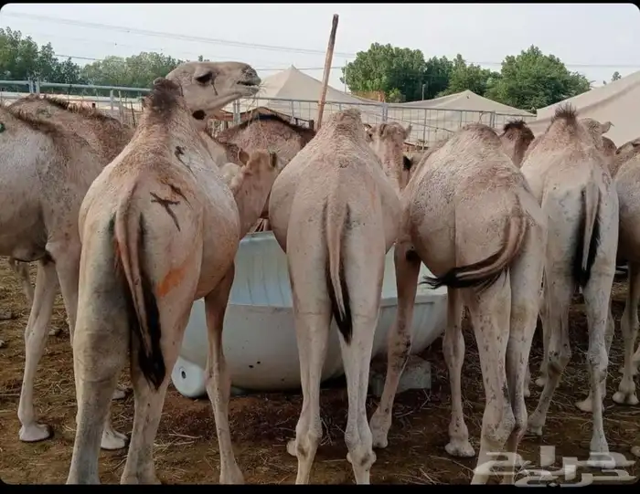 قعدان صومالي مفاريد 1