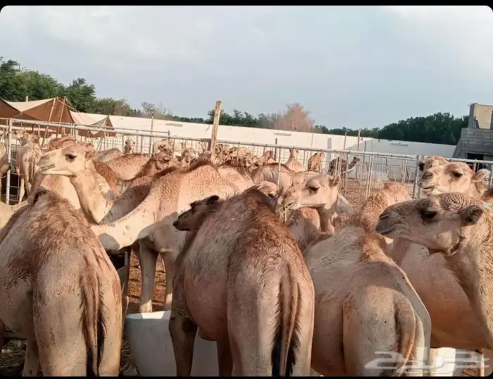 قعدان صومالي مفاريد 4