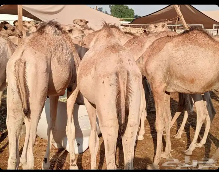 قعدان صومالي مفاريد 0
