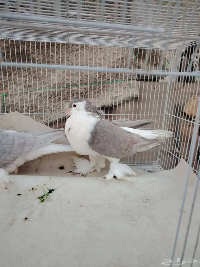 جوز شيرازي 3