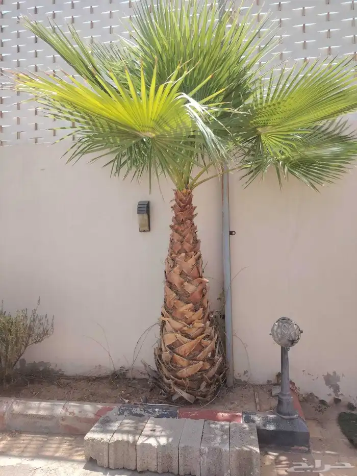 يوجد لدينا نخيل واشنطني امريكي ابو مروحه زينه 6