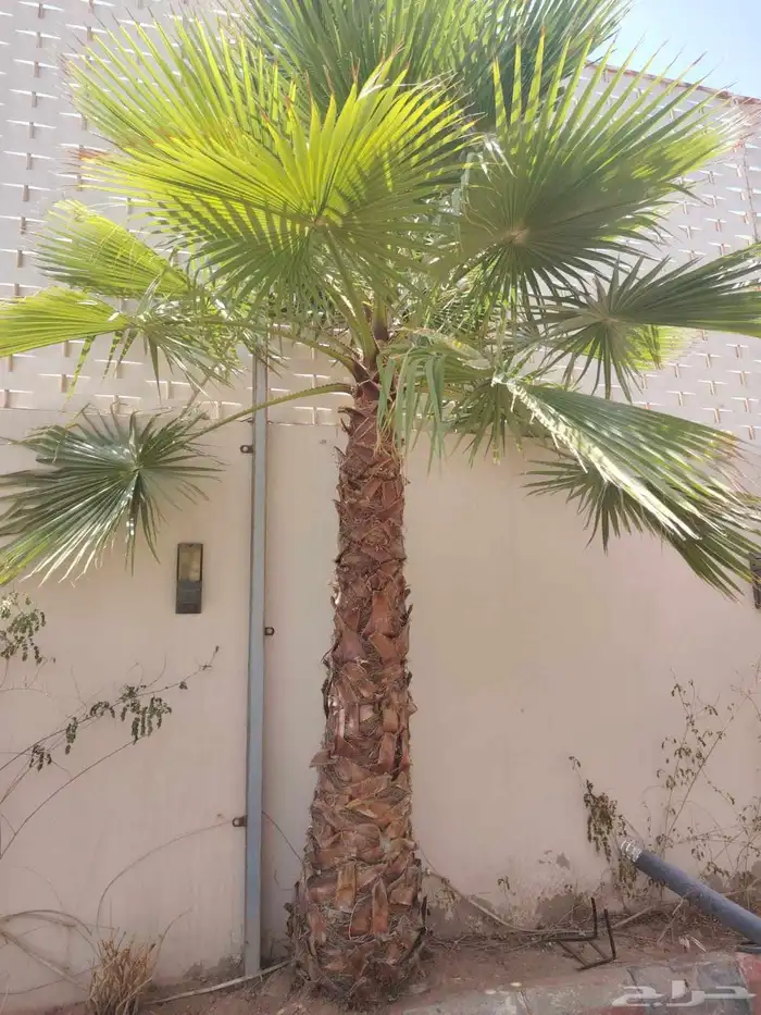 يوجد لدينا نخيل واشنطني امريكي ابو مروحه زينه 5