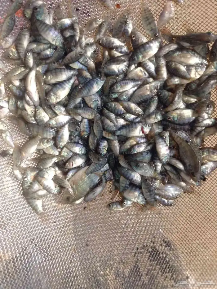 زريعة أسماك بلطي محسنة وممتازة 0
