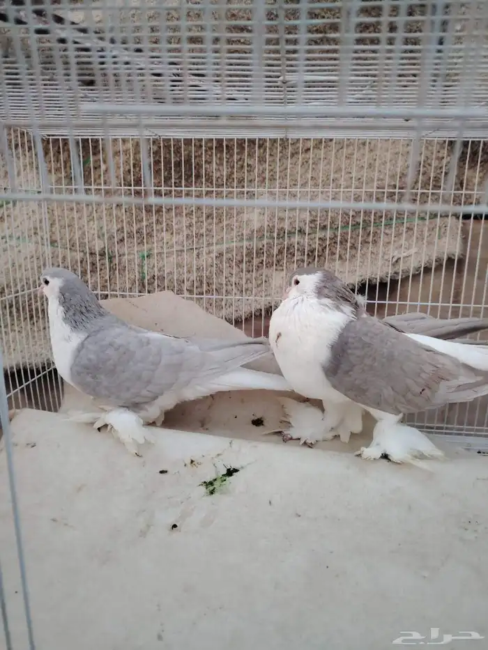 جوز شيرازي 4