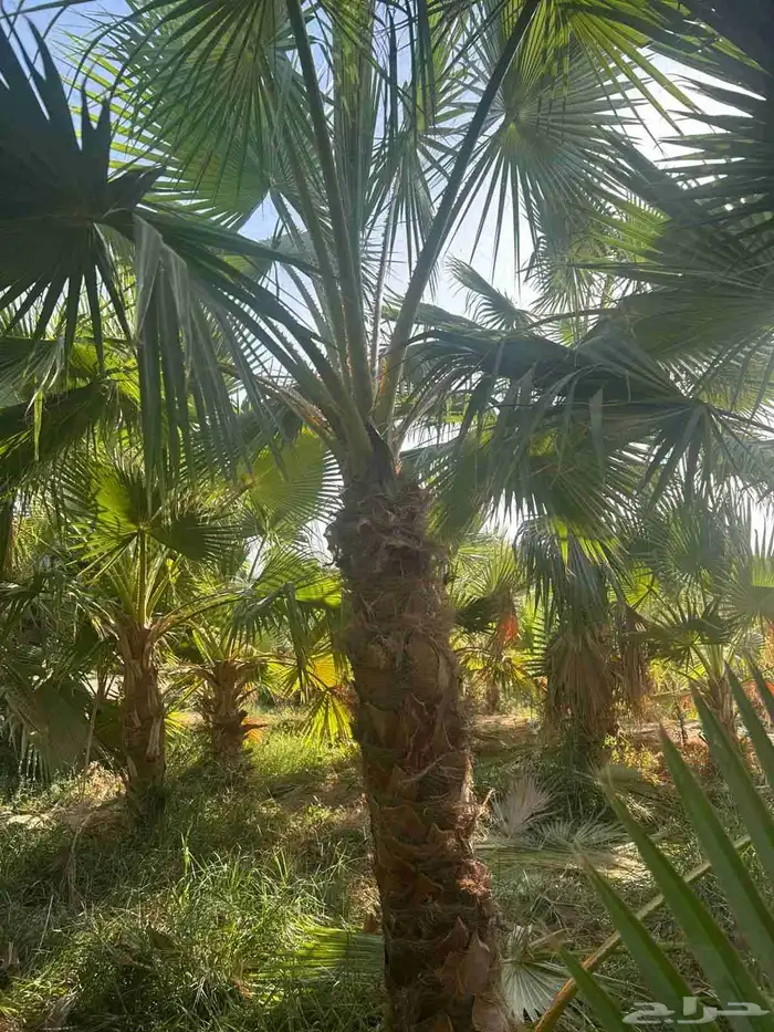 يوجد لدينا نخيل واشنطني امريكي ابو مروحه زينه 2