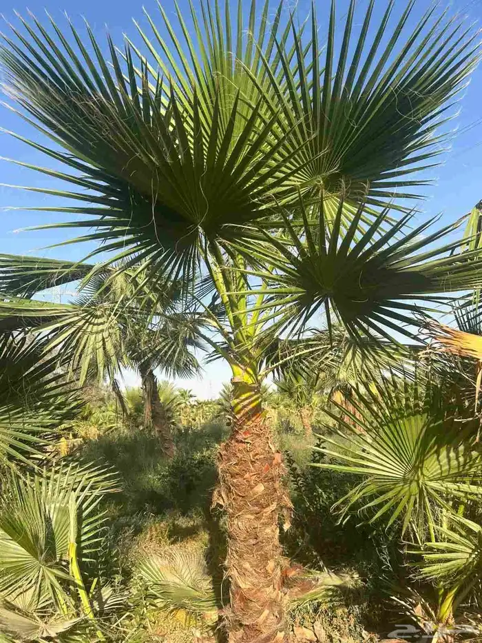 يوجد لدينا نخيل واشنطني امريكي ابو مروحه زينه 3