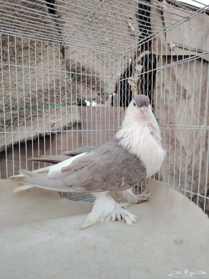 انثى شيرازيه 0