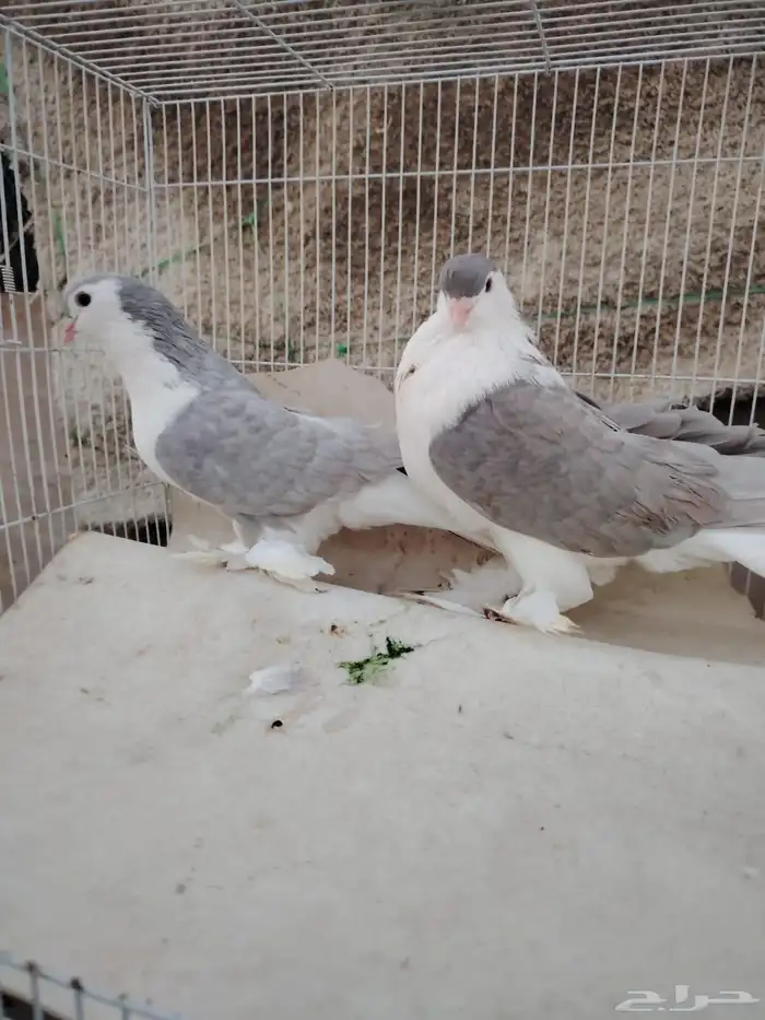 جوز شيرازي 1