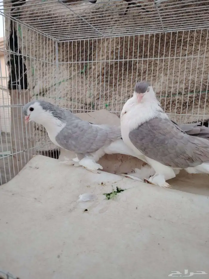 جوز شيرازي 0