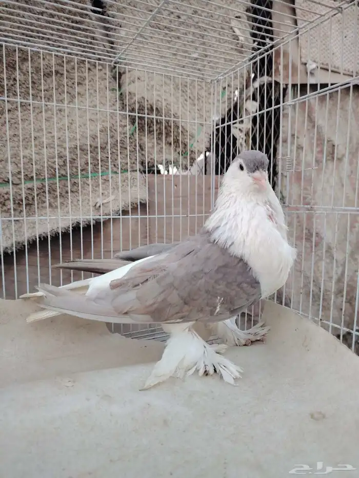 انثى شيرازيه 1