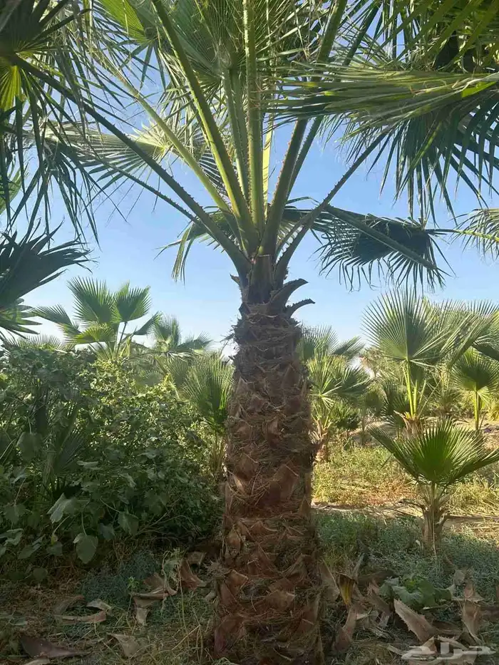 يوجد لدينا نخيل واشنطني امريكي ابو مروحه زينه 1