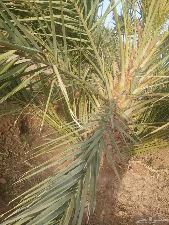 نخيل 3
