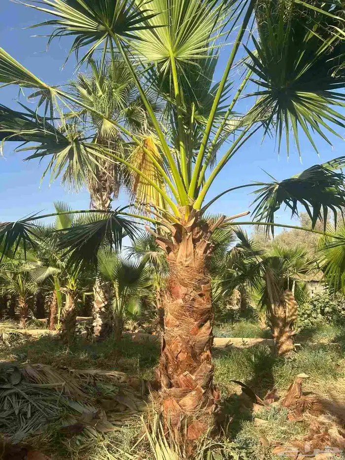 يوجد لدينا نخيل واشنطني امريكي ابو مروحه زينه 4