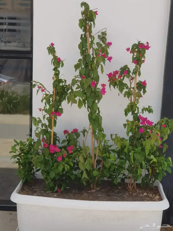 تنسيق حدائق 12