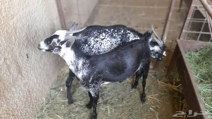 تيوس مرابي 2