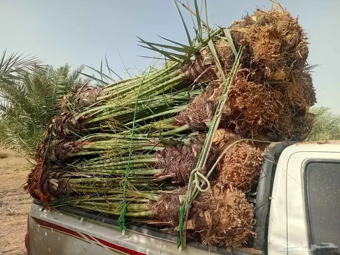 نخيل  البيع المزحميه جو المشاعله تبراك الجله القوعيعه الروي 2