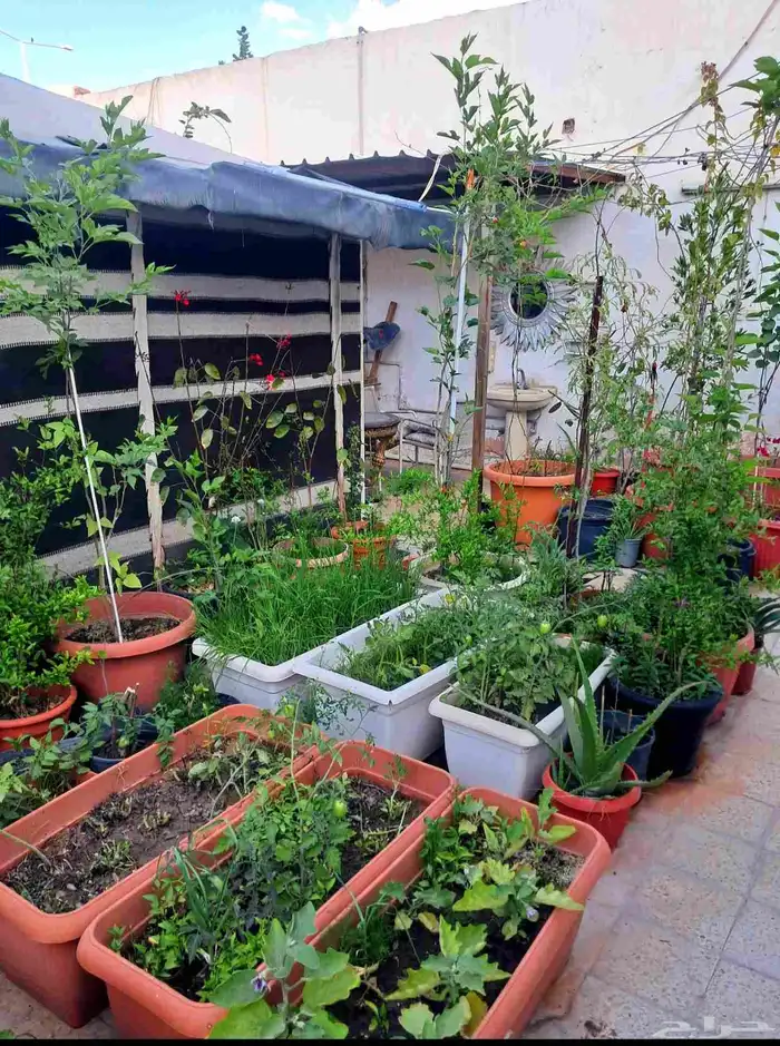 نباتات واشجار وشتلات زراعيه للبيع متنوعة البيع كامل 21