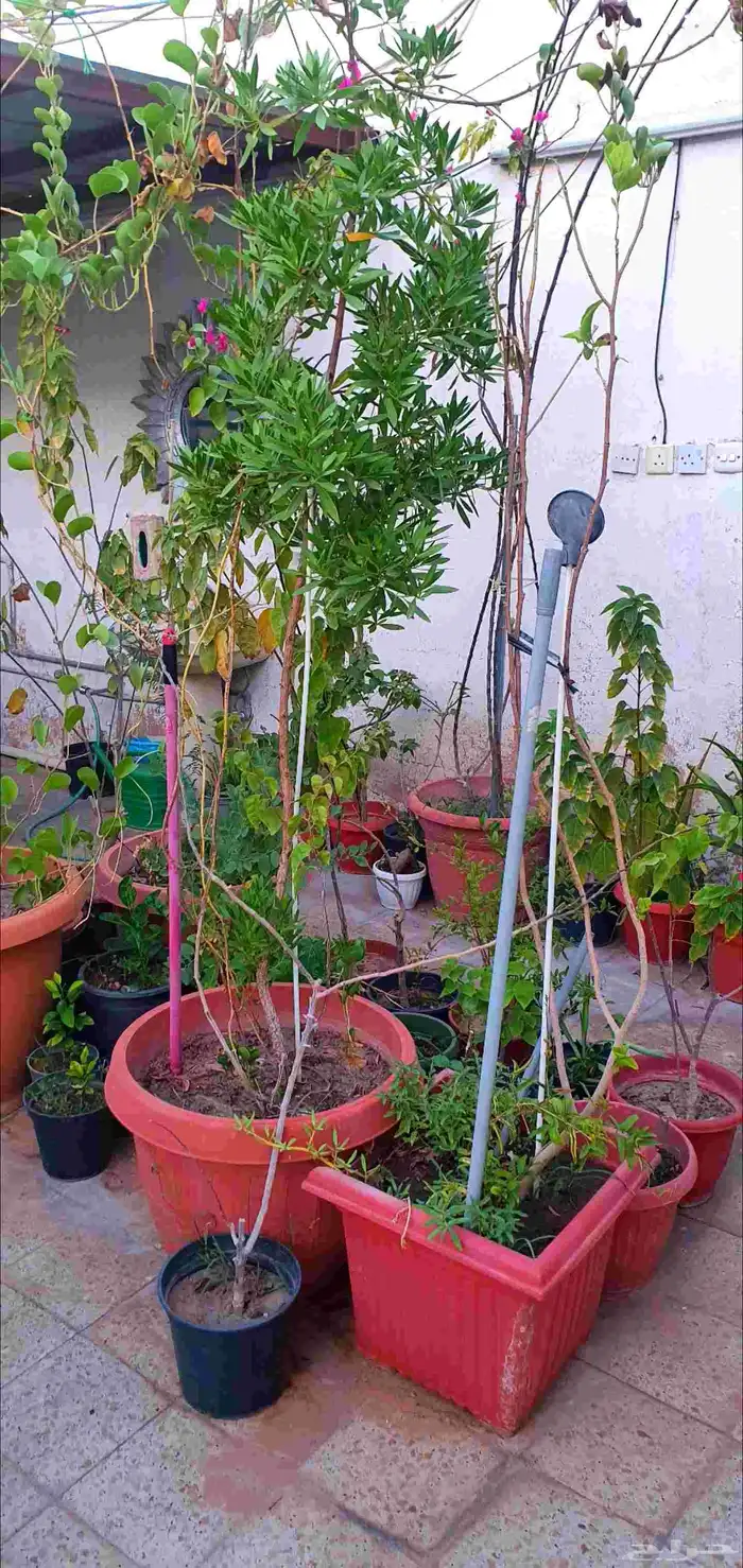 نباتات واشجار وشتلات زراعيه للبيع متنوعة البيع كامل 12