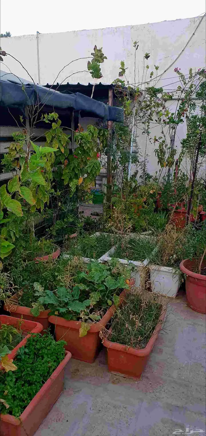 نباتات واشجار وشتلات زراعيه للبيع متنوعة البيع كامل 15