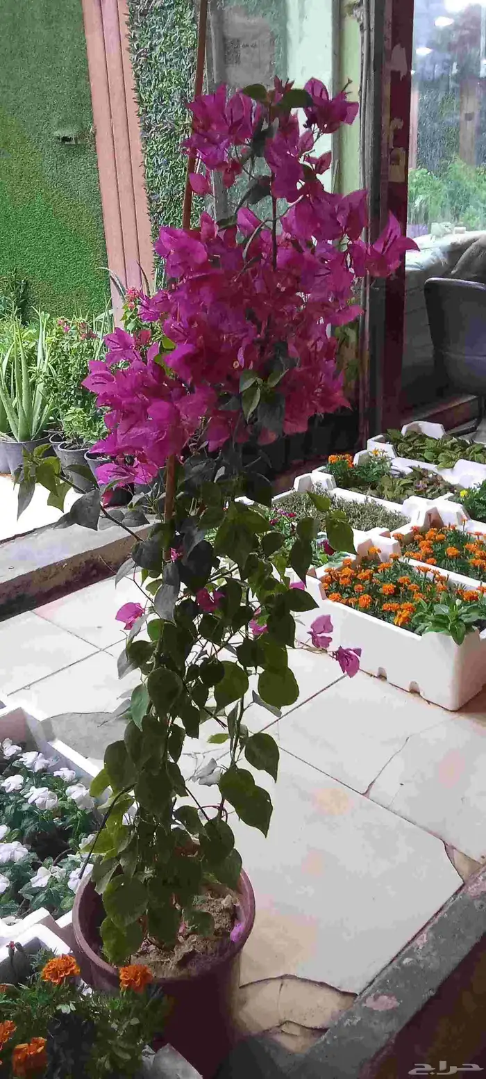 تنسيق حدائق 1