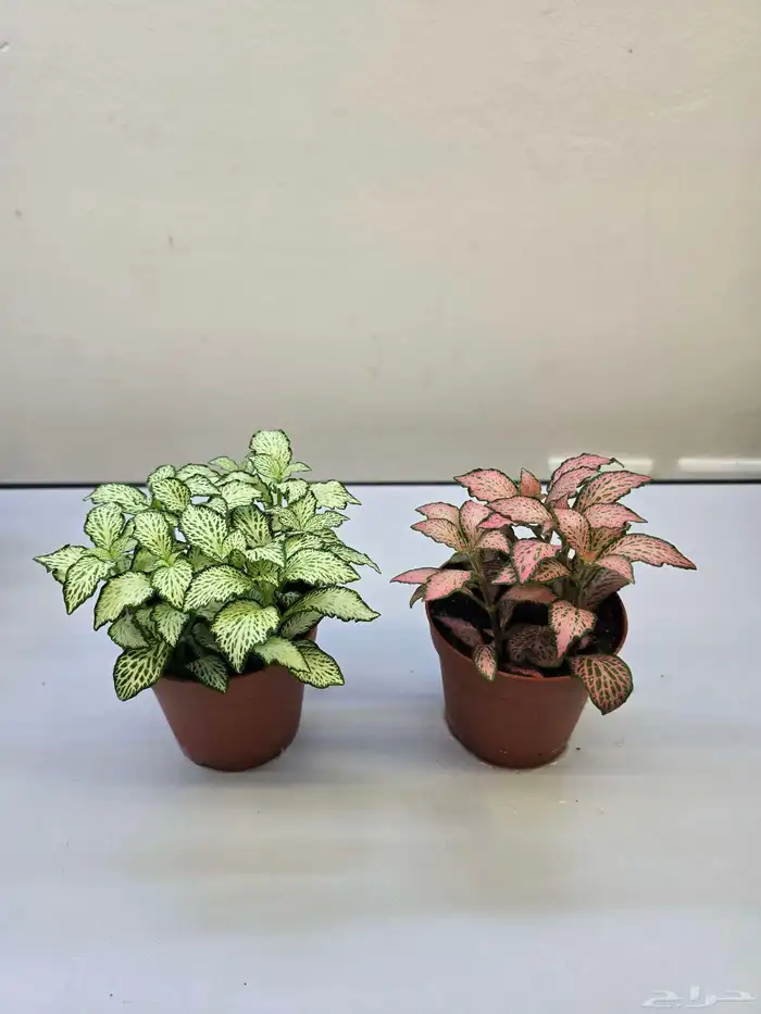 نبات البونساي 9
