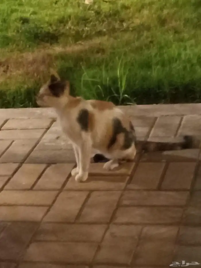 قطوة عمياء تحتاج لإنقاذ 0