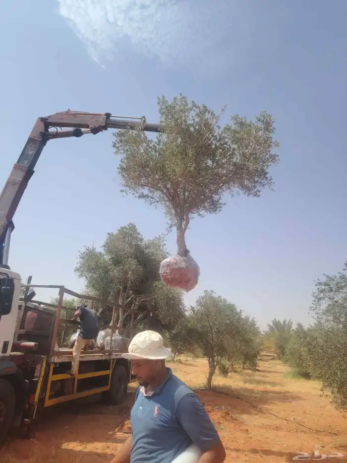 شجر زيتون للبيع لتواصل 8