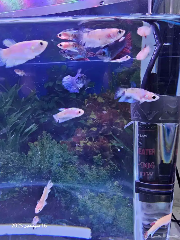حوض سمك مع أسماك الفايتر ( تم البيع ) 3