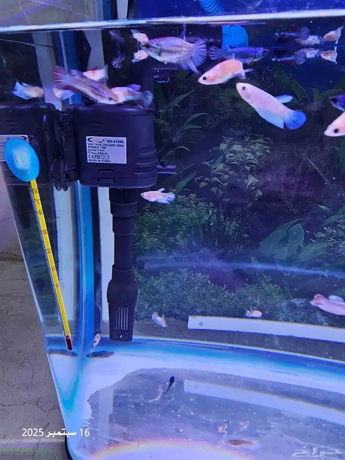 حوض سمك مع أسماك الفايتر ( تم البيع ) 6