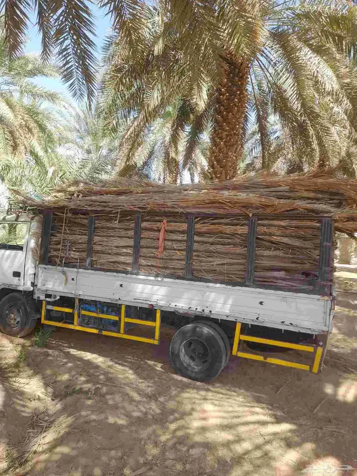 عريش نخيل جد 3