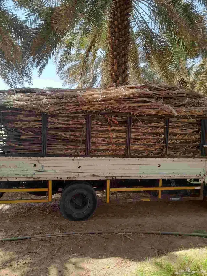 عريش نخيل جد 2