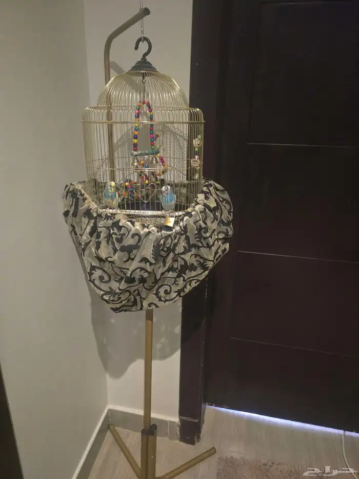 عصافير 0