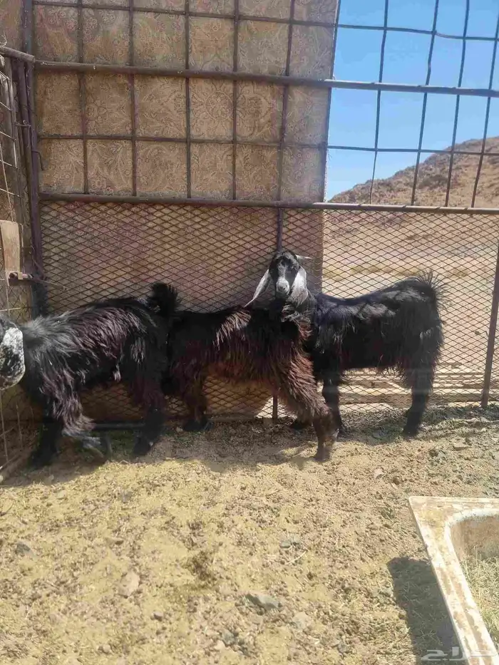 جفرتين وتيس سمان وبريه 0