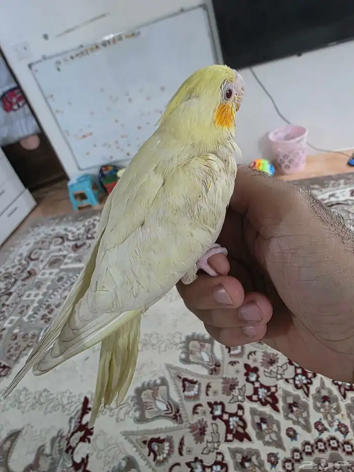 طيور كروان 0