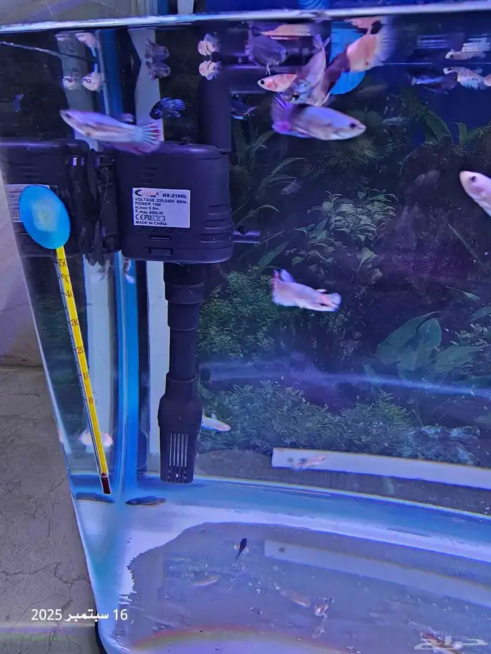 حوض سمك مع أسماك الفايتر ( تم البيع ) 5
