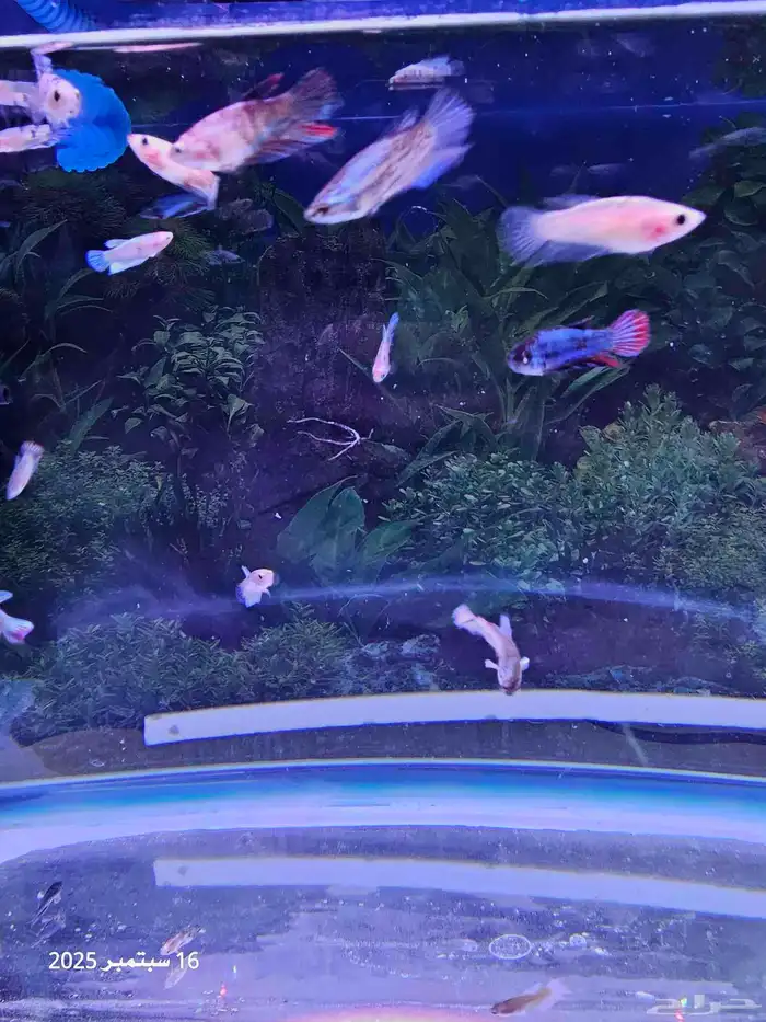 حوض سمك مع أسماك الفايتر ( تم البيع ) 4