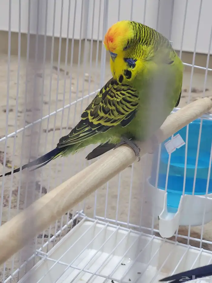 ببغاء بلاك فيس ازرق 0