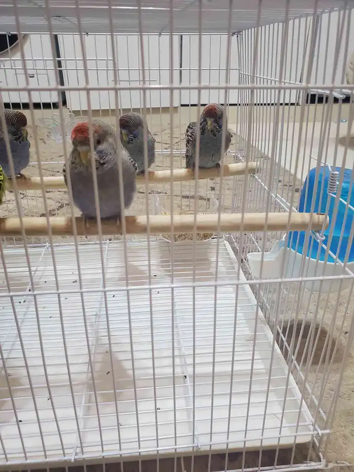 ببغاء بلاك فيس ازرق 0