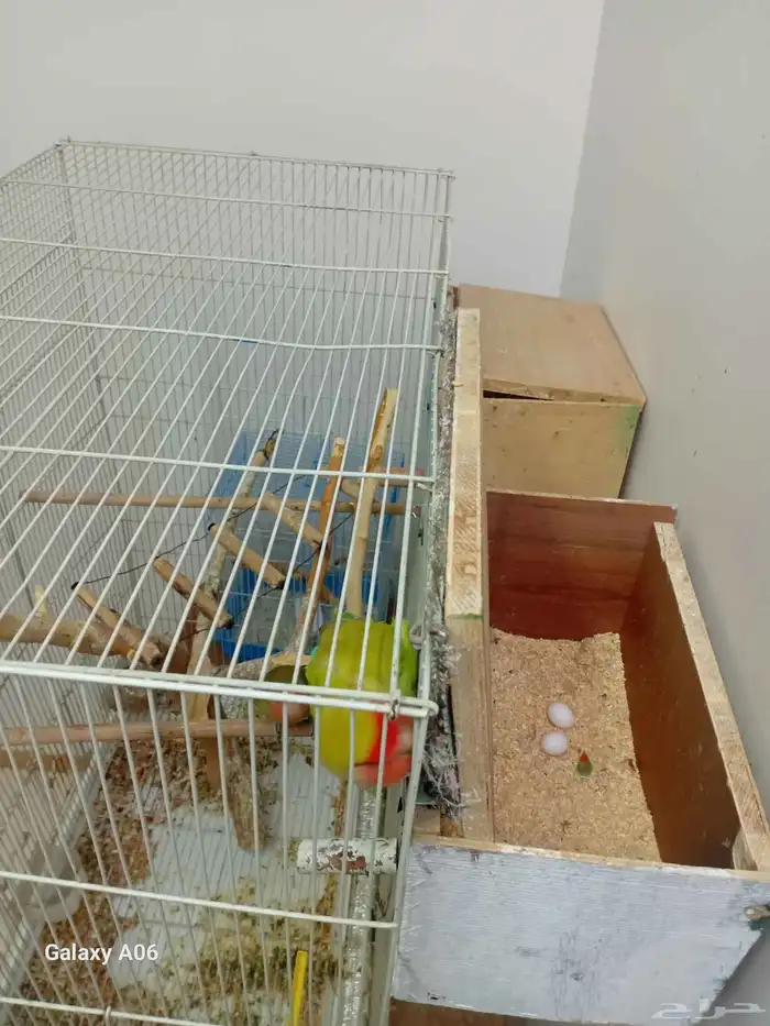 طيور فشر منتج 3