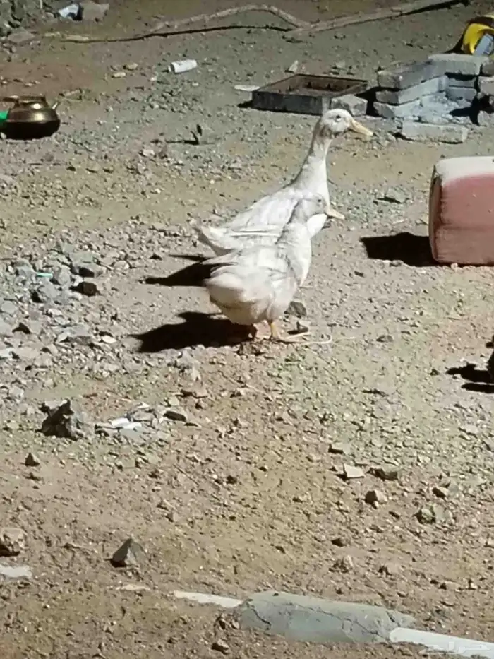 جوز بط بياض لأعلى سوم 1