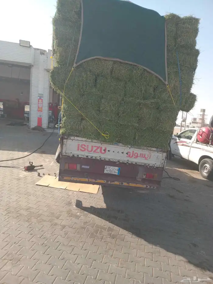 الرياض. برسيم. صافي. وناعم. وطيب. مره. العدد. 250. حبه 0