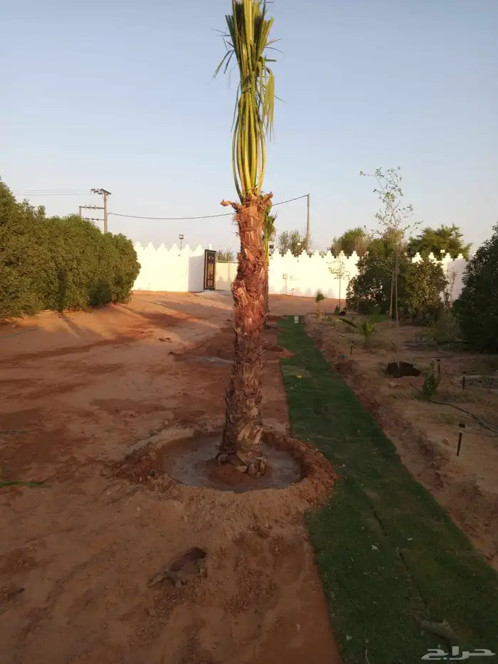 نخل وشطني نخيل زينه واشطن جميع الاطوال ابو مروحه نحيف وسط 1