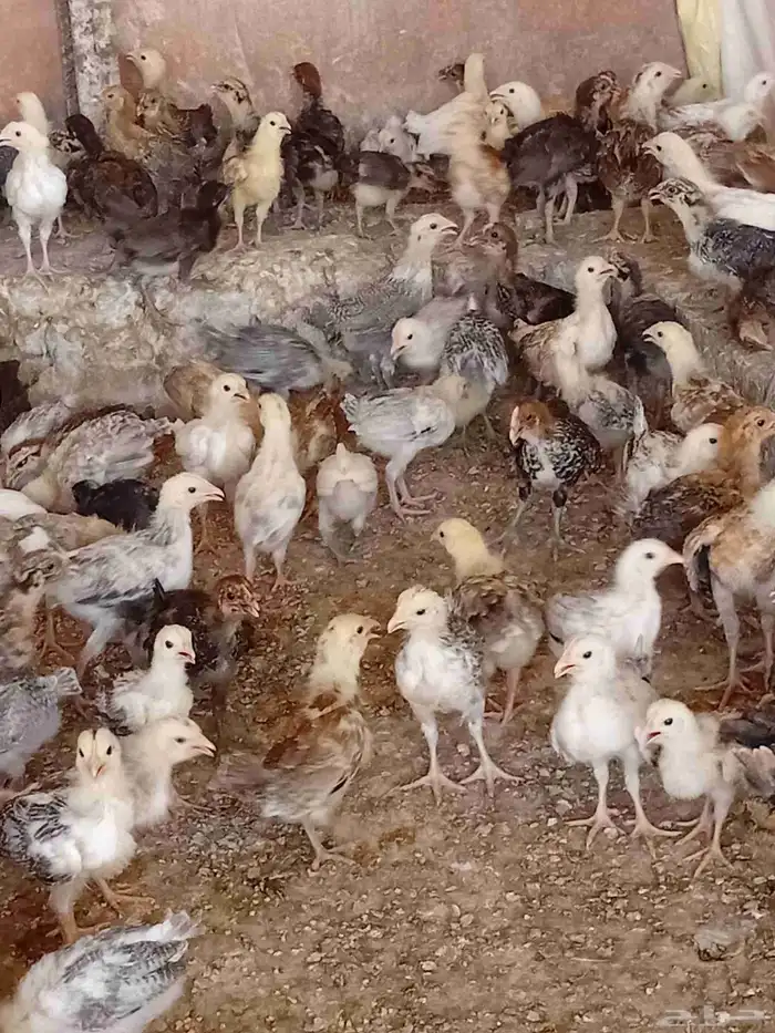 بسم الله ما شاء الله دجاج بياضي صحه متعافيه وجميع التحصينات 1